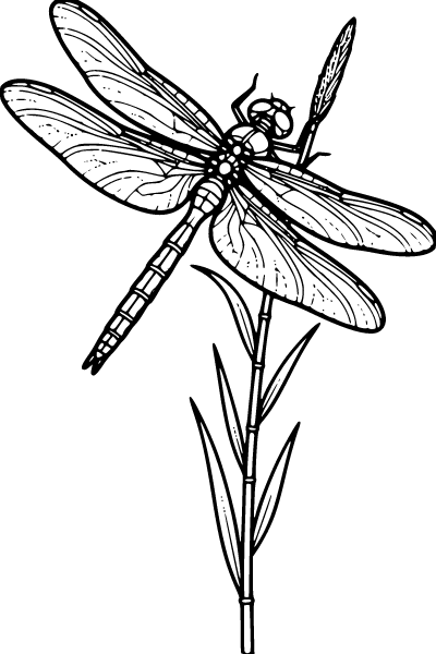 Easy For Adults Coloring Page 9, Easy For Adults coloring page